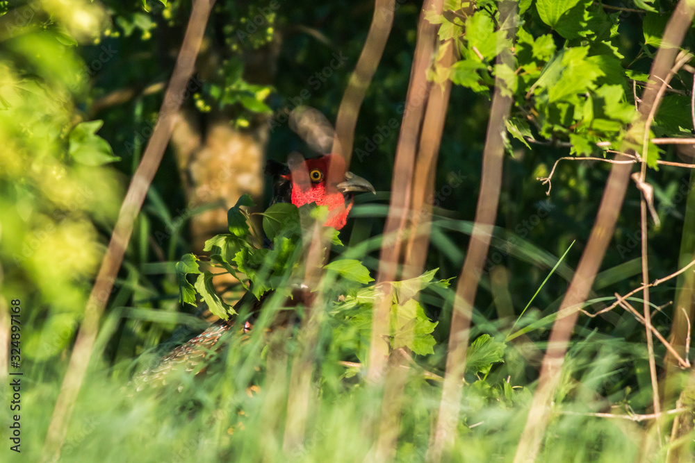 Common pheasant (Fasianus colchicus)