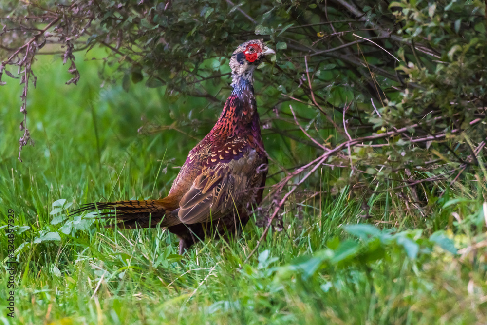 Common pheasant (Fasianus colchicus)