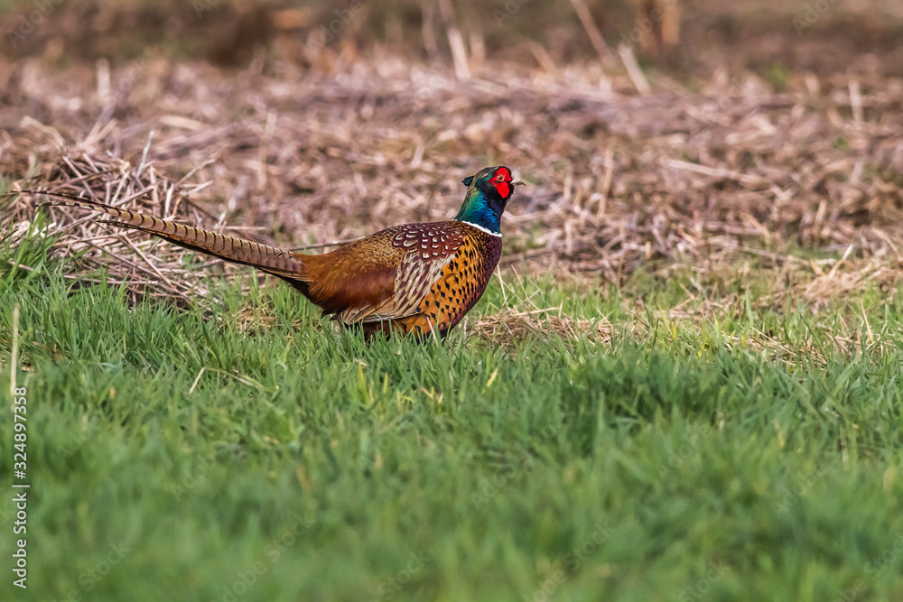 Common pheasant (Fasianus colchicus)