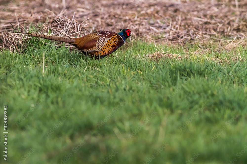 Common pheasant (Fasianus colchicus)