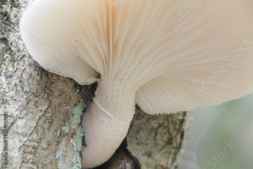 Pleurotus dryinus, known as The Veiled Oyster Mushroom, wild mushrooms from Finland