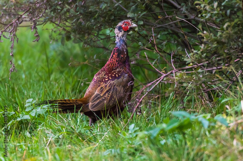 Obraz na płótnie Common pheasant (Fasianus colchicus) w salonie