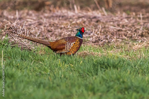 Obraz na płótnie Common pheasant (Fasianus colchicus) w salonie