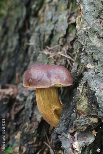 Imleria badia, known as the bay bolete, wild mushroom from Finland