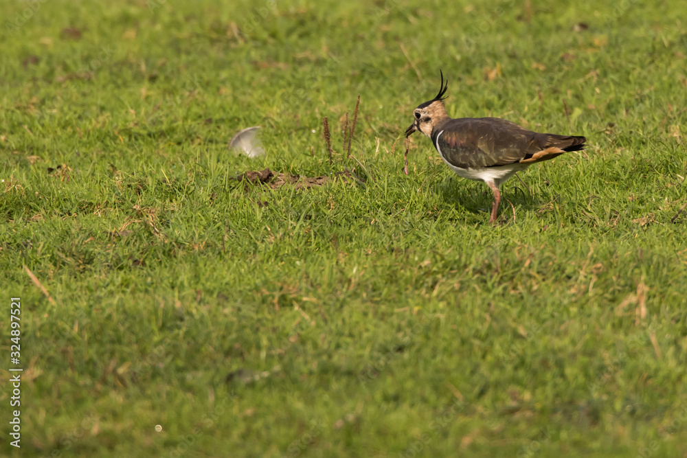 Lapwing (Vanellus vanellus)