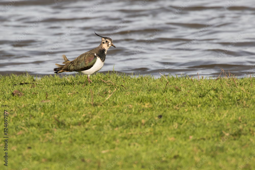 Lapwing (Vanellus vanellus)