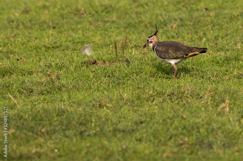 Obraz na płótnie Lapwing (Vanellus vanellus) w salonie