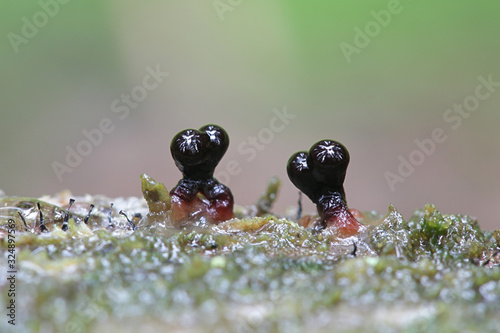 Фотография Trichia botrytis, a slime mold of the family Trichiaceae, specimen from Finland