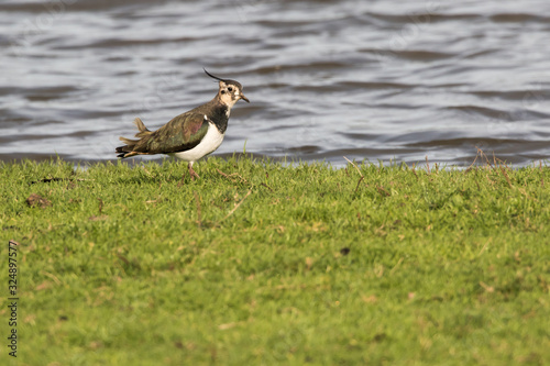 Obraz na płótnie Lapwing (Vanellus vanellus) w salonie