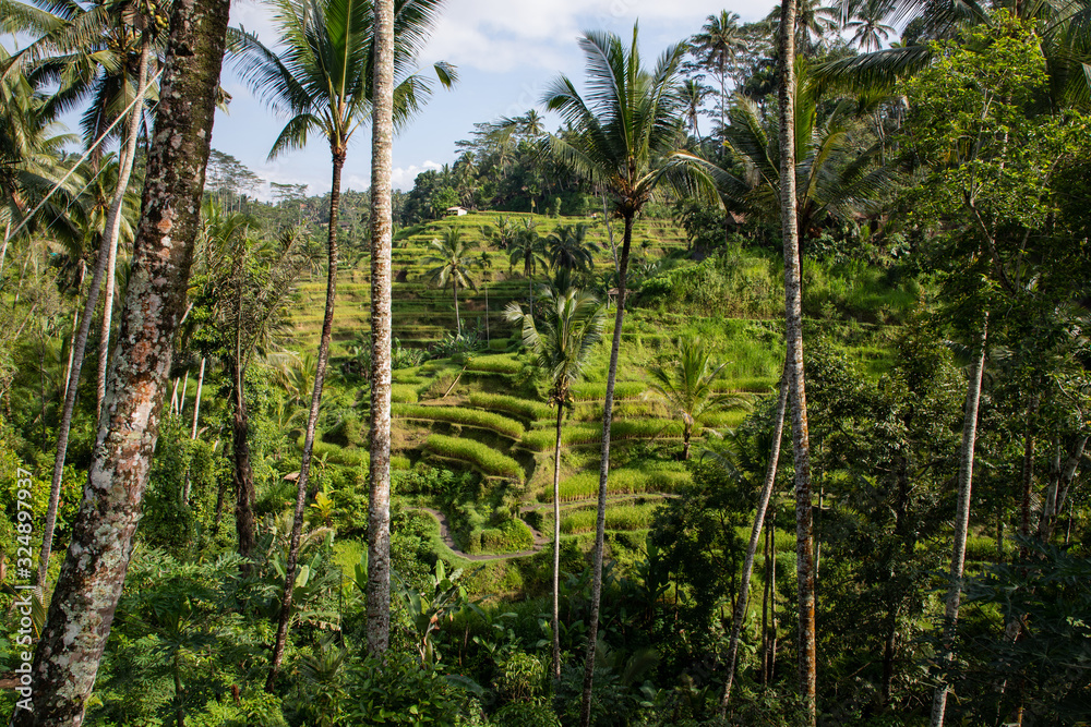 View of the rice terraces fields in Tegallalang Bali, Indonesia