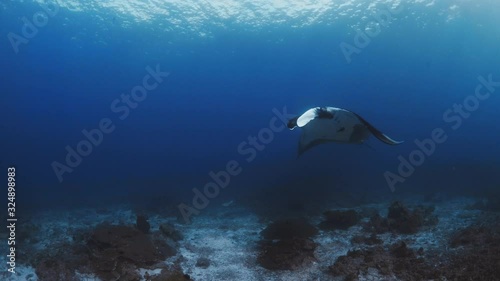 Giant Oceanic Manta Ray [Mobula Birostris] swimming. Kaimana (Indonesia) photo