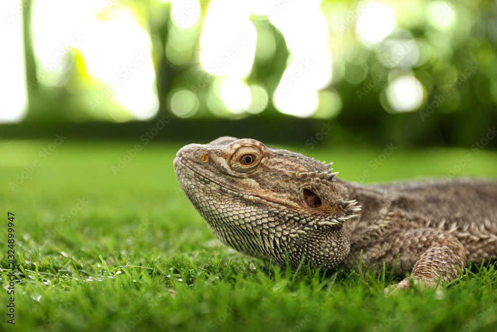 Obraz premium Bearded lizard (Pogona barbata) on green grass. Exotic pet