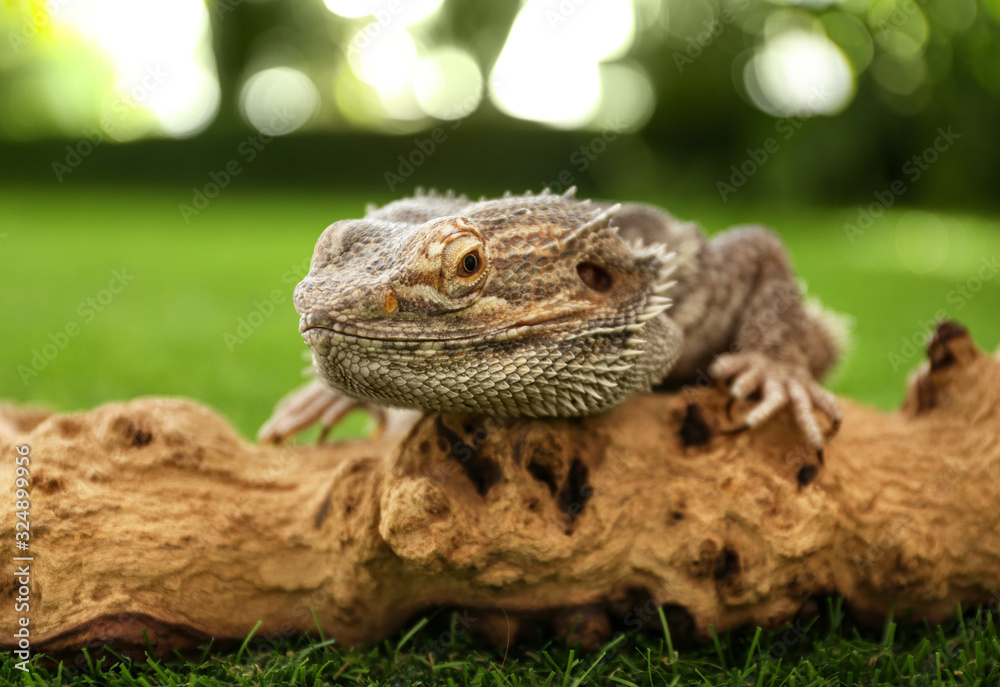 Obraz premium Bearded lizard (Pogona barbata) and tree branch on green grass, closeup. Exotic pet