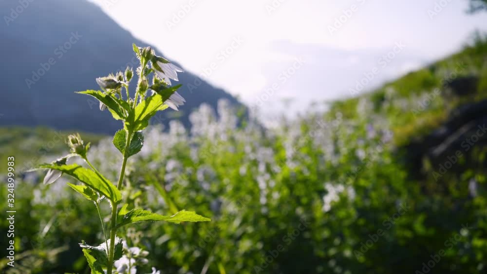 Young woman walking in mountain. Camera focused on wild herb on foreground faceless girl with backpack going on trail among flowering alpine meadow against view high peaks on blurred background Young woman walking in mountain. Camera focused on wild herb on foreground faceless girl with backpack going on trail among flowering alpine meadow against view high peaks on blurred background