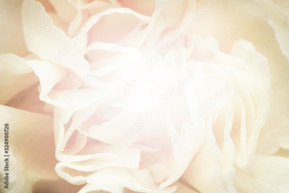 Beautiful delicate flower, closeup. Floral decor in vintage style
