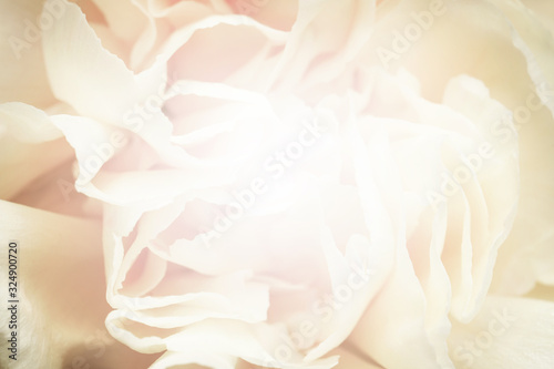 Beautiful delicate flower, closeup. Floral decor in vintage style