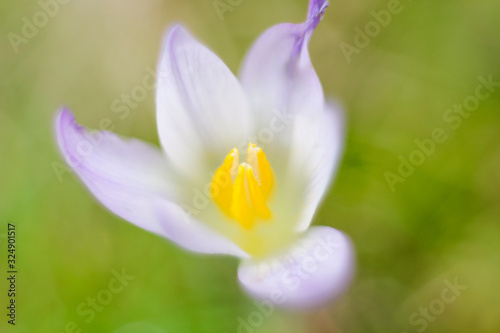 Macro photography of the pistil of a wild flower full of color, known as crocus carpetanus, selective focus