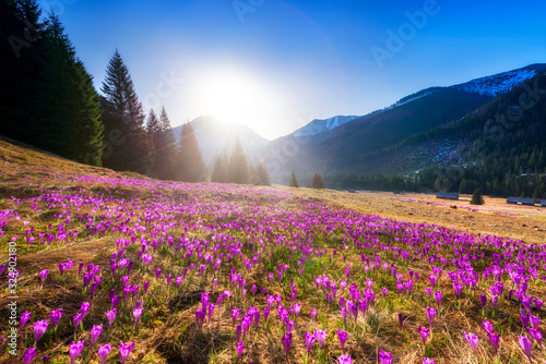 Beautiful spring landscape of mountains with crocus flowers © Piotr Krzeslak