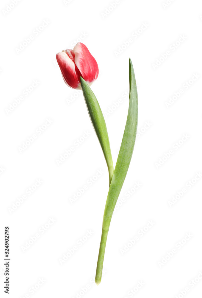 Beautiful tender spring tulip isolated on white Beautiful tender spring tulip isolated on white