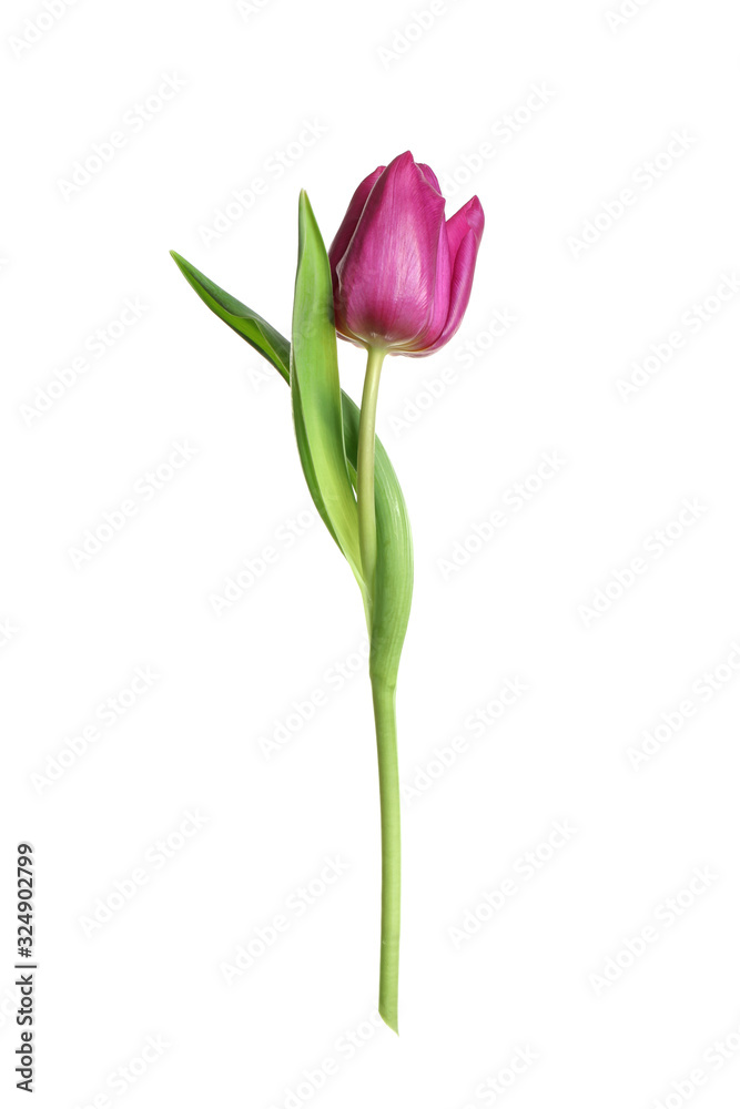Beautiful tender spring tulip isolated on white Beautiful tender spring tulip isolated on white