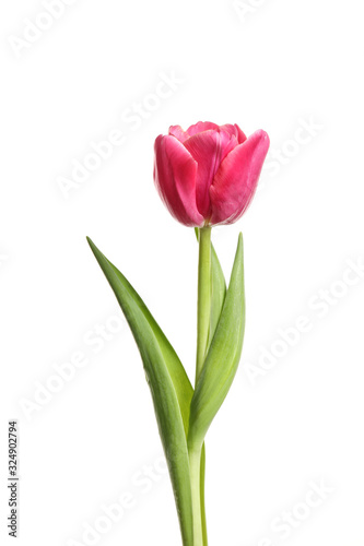 Beautiful tender spring tulip isolated on white