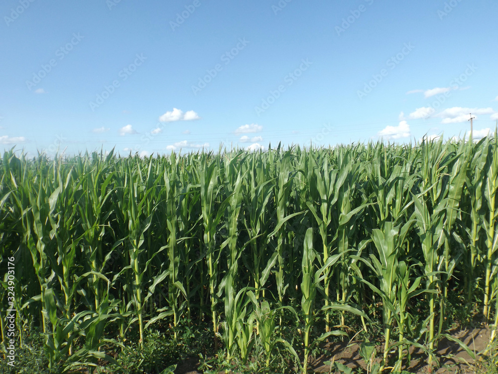 Corn field in Russia Corn field in Russia