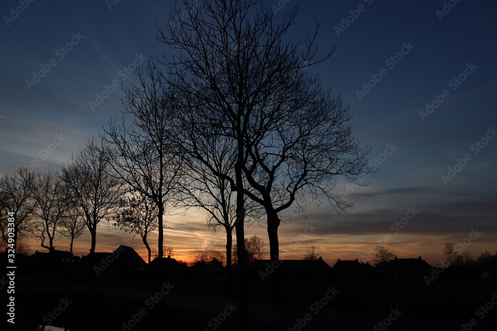 tree at sunset