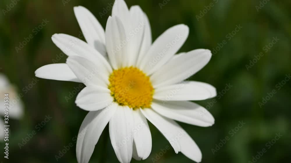 Chamomiles flowers (daisy flower) closeup in natural background. Leucanthemum grandiflora in the garden. Chamomiles flowers (daisy flower) closeup in natural background. Leucanthemum grandiflora in the garden.