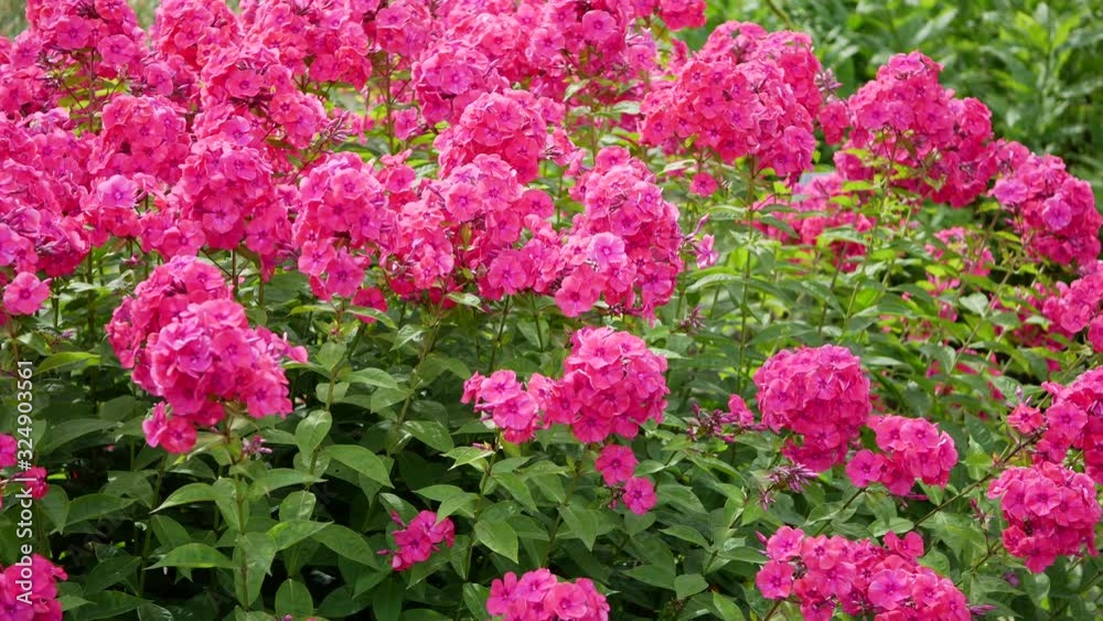 Red flower of phlox (Phlox paniculata), vivid summer flowers Red flower of phlox (Phlox paniculata), vivid summer flowers