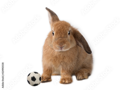 Brown little rabbit sitting on the white background with football or soccer next to it.  Sport and recreation, world cup, leaque football season. photo