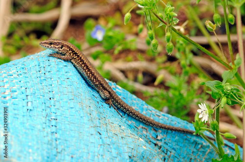 wall lizard - Mauereidechse (Podarcis muralis breviceps), Calabria, Italy - Kalabrien, Italien photo