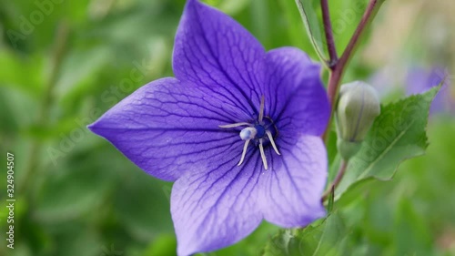 Flowers blue bell, bellflower, ?ampanula, close-up. Flowering blue platycodon in the garden. photo