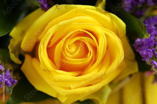 A delicate yellow rose with dew drops on a dark background. Valentine's day. A flower with dew drops on its petals.