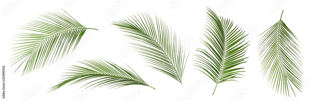 Set of tropical leaves on white background - obrazy, fototapety, plakaty 