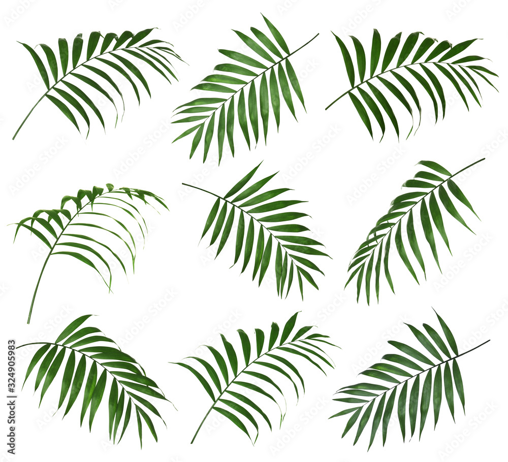 Set of tropical leaves on white background