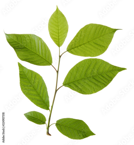 Green cherry leaves on branch isolated on white background