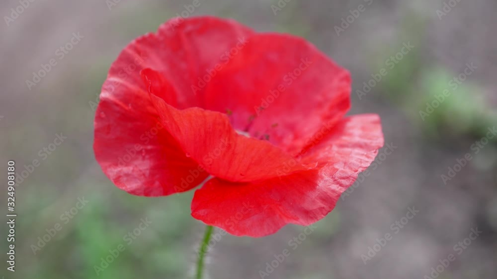 Red poppy (Papaver, the poppies. papaverous) on natural background. Red poppy (Papaver, the poppies. papaverous) on natural background.