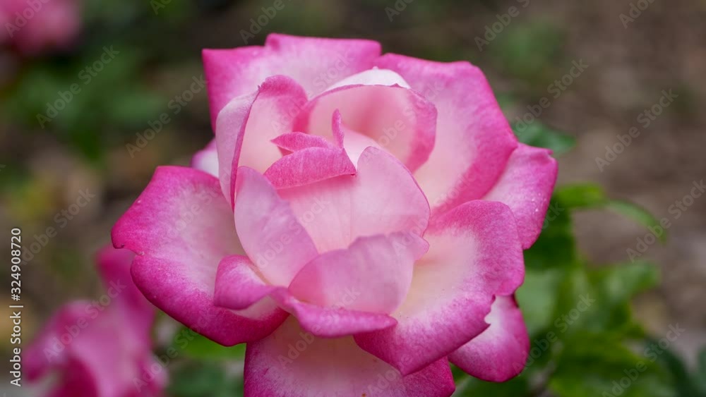 Pink rose flower in the garden. Growing roses. Pink rose flower in the garden. Growing roses.