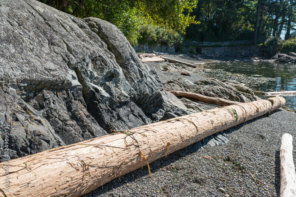 Driftwood on the Beach