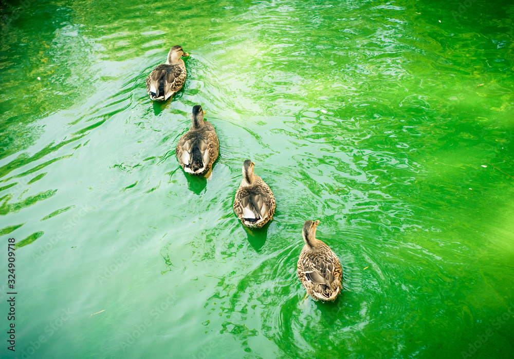 family of ducks swimming in the water family of ducks swimming in the water