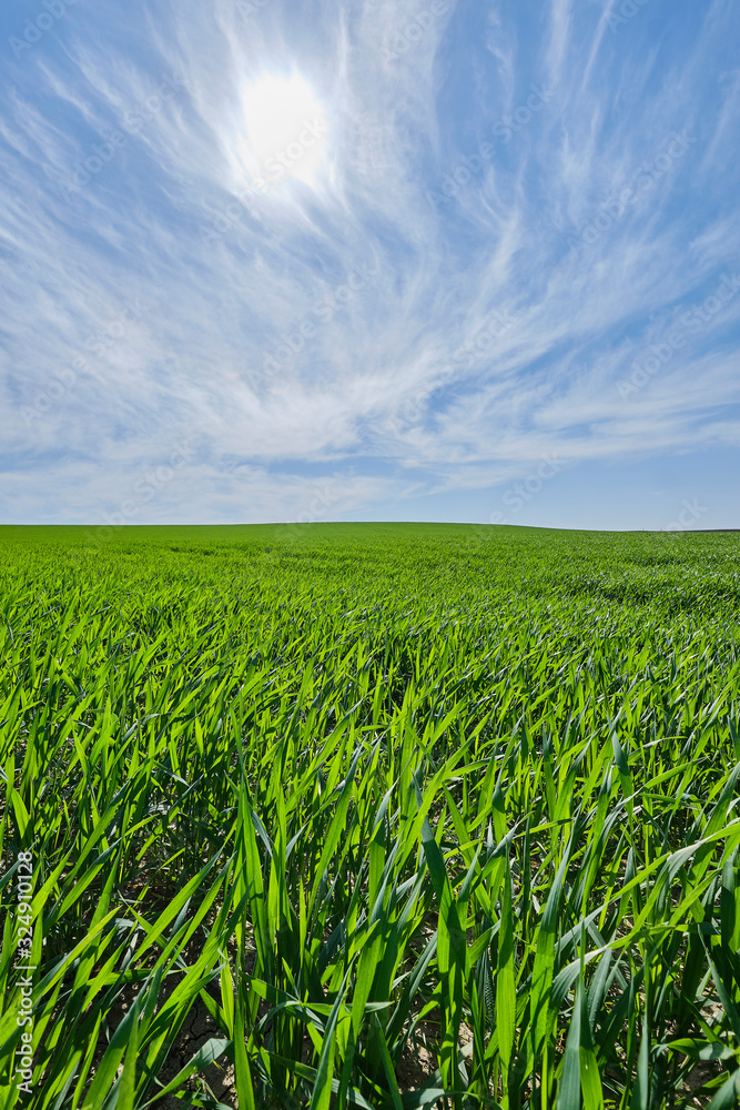 Field with green herbs with a big blue sky and some clouds.