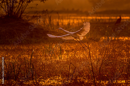 Canvas Print The Golden Aura