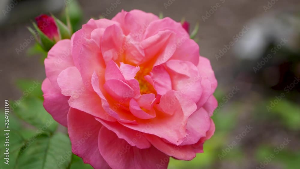 Pink rose flower in the garden. Growing roses. Pink rose flower in the garden. Growing roses.