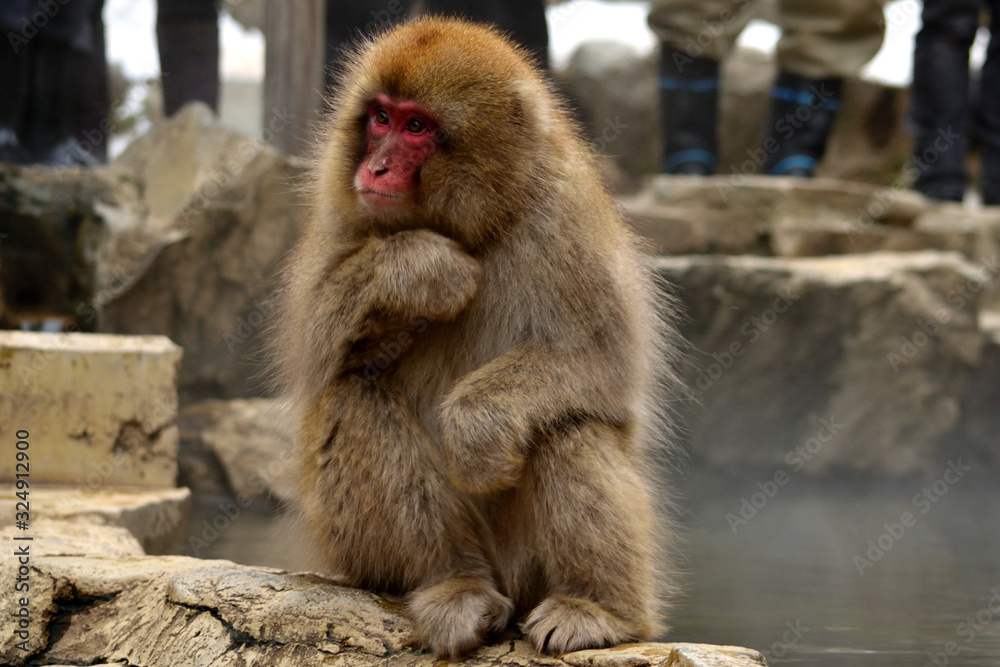 Naklejka premium Closeup of a japanese macaque during the winter season