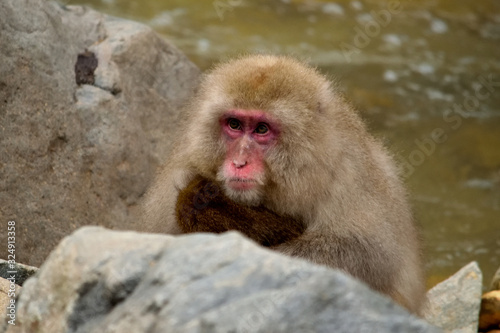 Closeup of a japanese macaque during the winter season © silentstock639