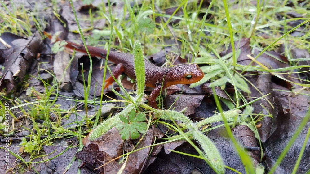 salamander lizard in forest salamander lizard in forest