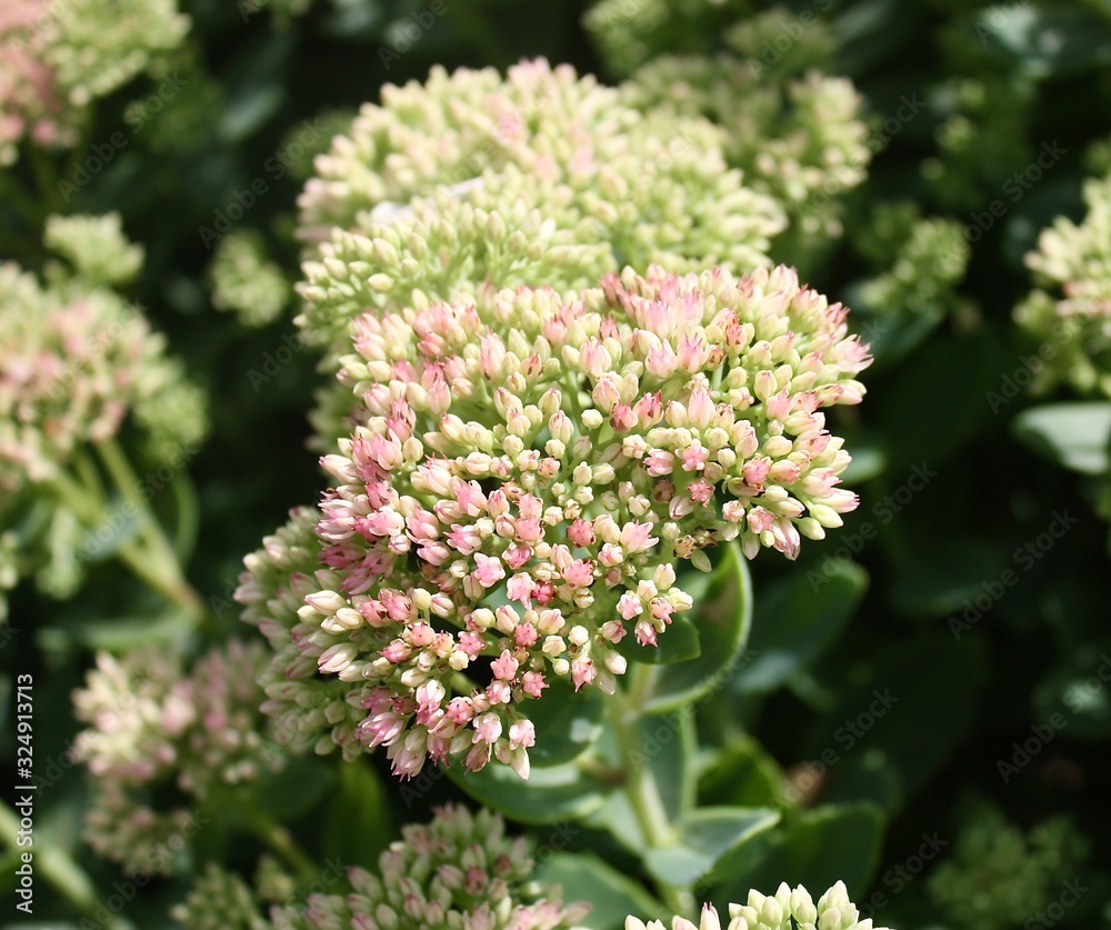 sedum in the garden sedum in the garden