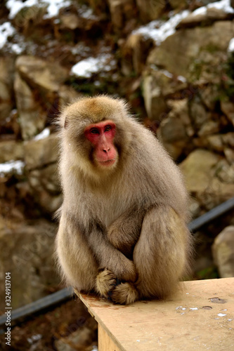 Closeup of a japanese macaque during the winter season © silentstock639