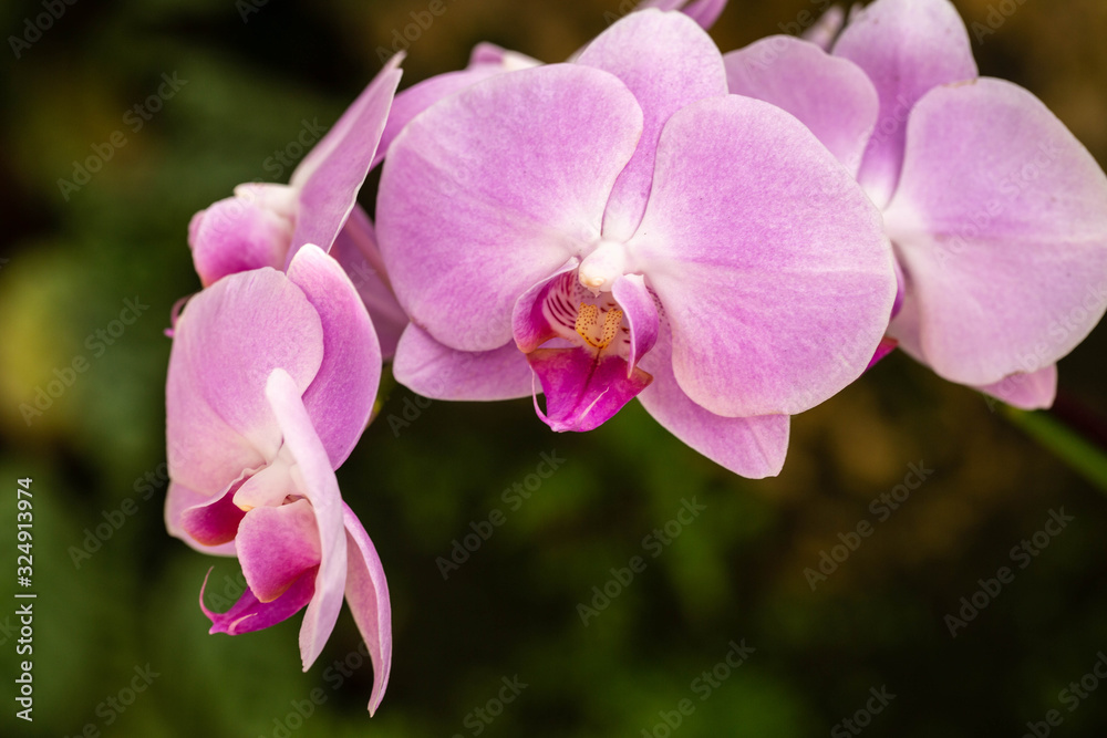 Soft Pink Orchid Flower In Garden In Spring Soft Pink Orchid Flower In Garden In Spring