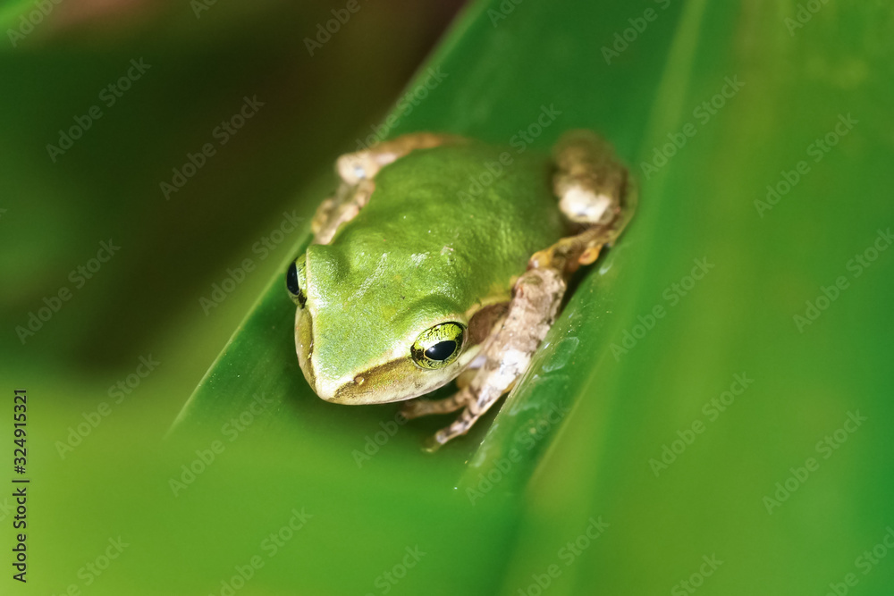 Small Madagascar green tree frog resting on green leaf, closeup detail Small Madagascar green tree frog resting on green leaf, closeup detail